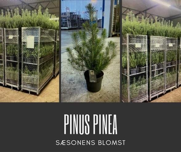 Pinus  Pinea